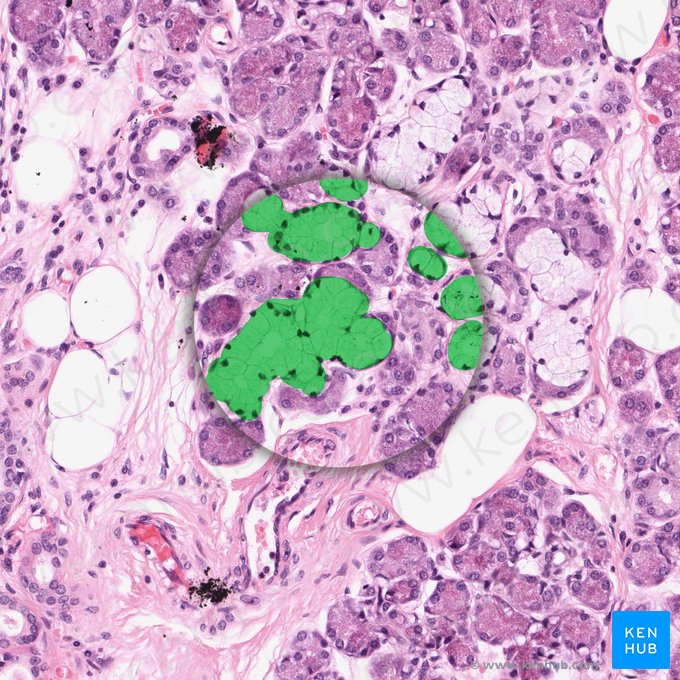Mucous glands (Glandulae mucosae); Image: 
