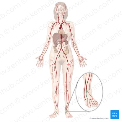 Dorsalis pedis artery (Arteria dorsalis pedis); Image: Begoña Rodriguez