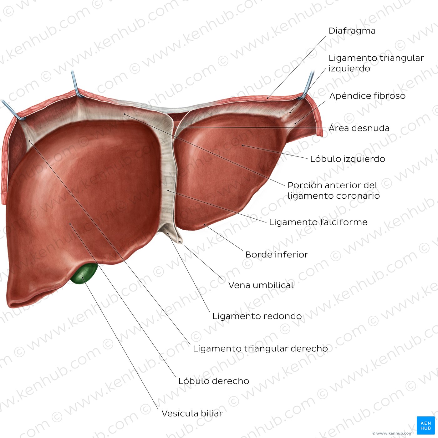 Anatomía del hígado: Vista anterior