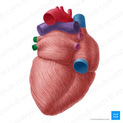 Left pulmonary veins (Venae pulmonales sinistrae); Image: Yousun Koh