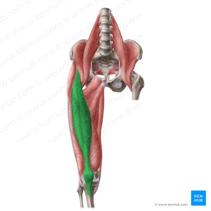 Músculo recto femoral (Musculus rectus femoris); Imagen: Liene Znotina