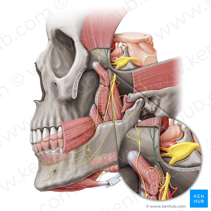 Nervio temporal profundo posterior (Nervus temporalis profundus posterior); Imagen: Paul Kim