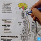 Wie man Anatomie mit einem Malbuch lernt