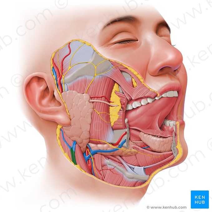 Vena yugular externa (Vena jugularis externa); Imagen: Paul Kim