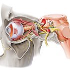 Nervio oculomotor (III par craneal)
