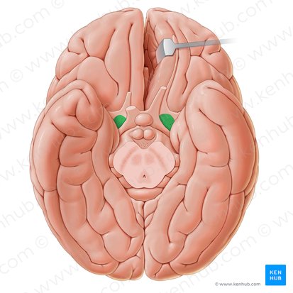 Sustancia perforada anterior (Substantia perforata anterior); Imagen: Paul Kim