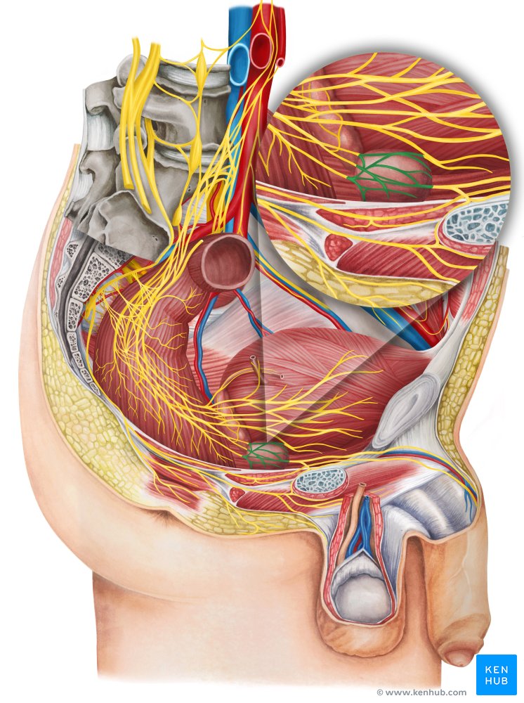 Prostatic plexus - lateral view