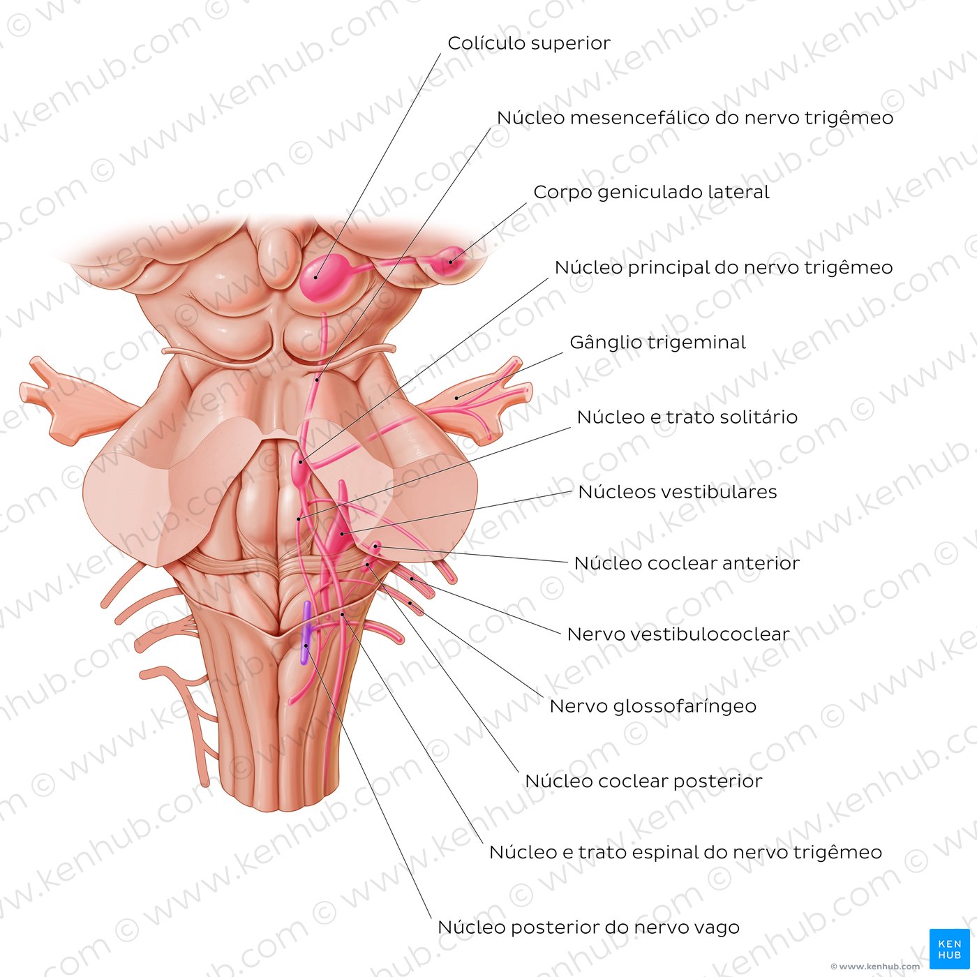 Núcleos dos nervos cranianos