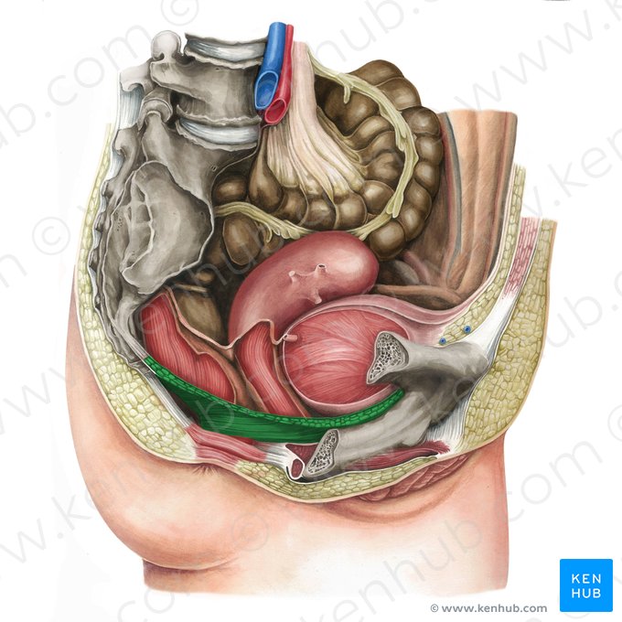 Músculo elevador del ano (Musculus levator ani); Imagen: Irina Münstermann