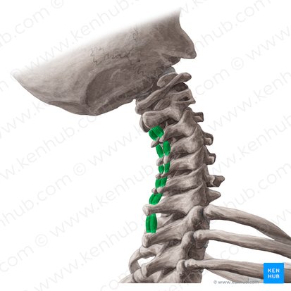 Musculi interspinales cervicis (Zwischendornmuskeln des Halses); Bild: Yousun Koh