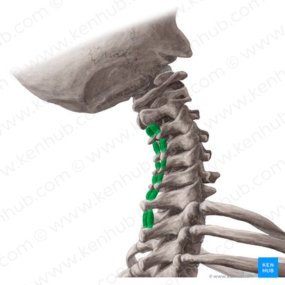 Interspinales cervicis muscles (Musculi interspinales cervicis); Image: Yousun Koh