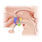 Hypothalamus