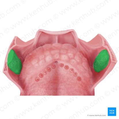 Palatine tonsil (Tonsilla palatina); Image: Begoña Rodriguez