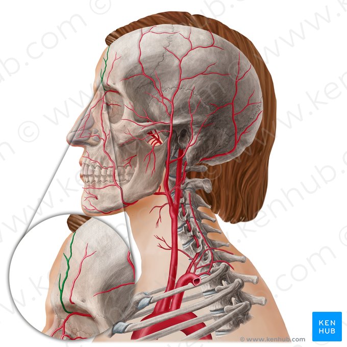 Arteria supratrochlearis (Innere Stirnarterie); Bild: Yousun Koh
