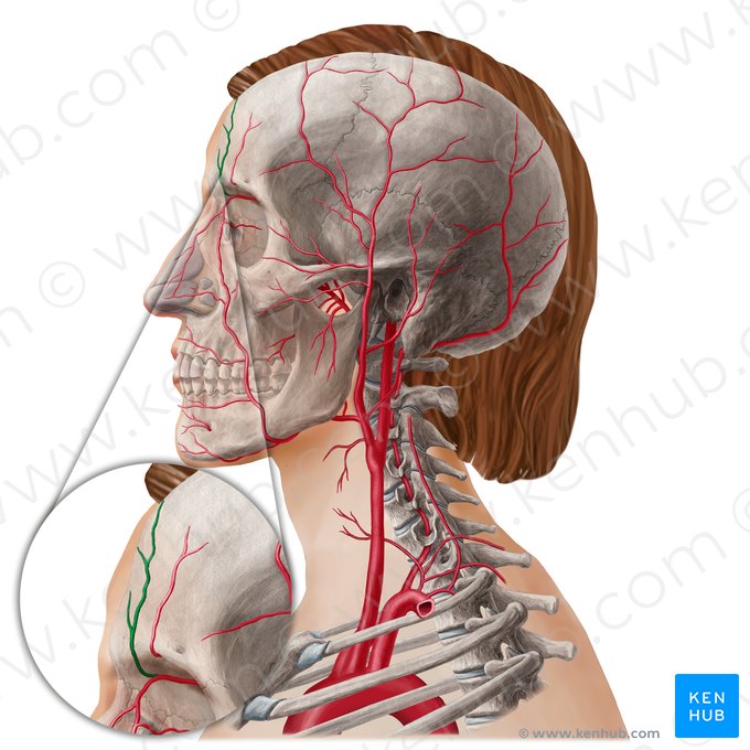 Artéria frontal (Arteria supratrochlearis); Imagem: Yousun Koh