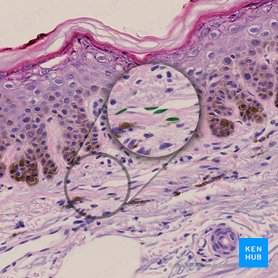 Fibrocyte (Fibrocytus); Image: 