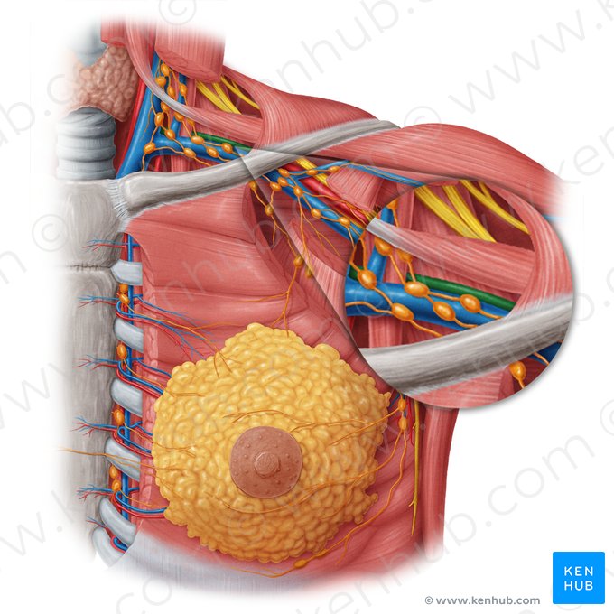 Left subclavian artery (Arteria subclavia sinistra); Image: Samantha Zimmerman