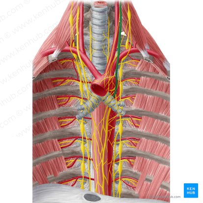 Left vagus nerve (Nervus vagus sinister); Image: Yousun Koh