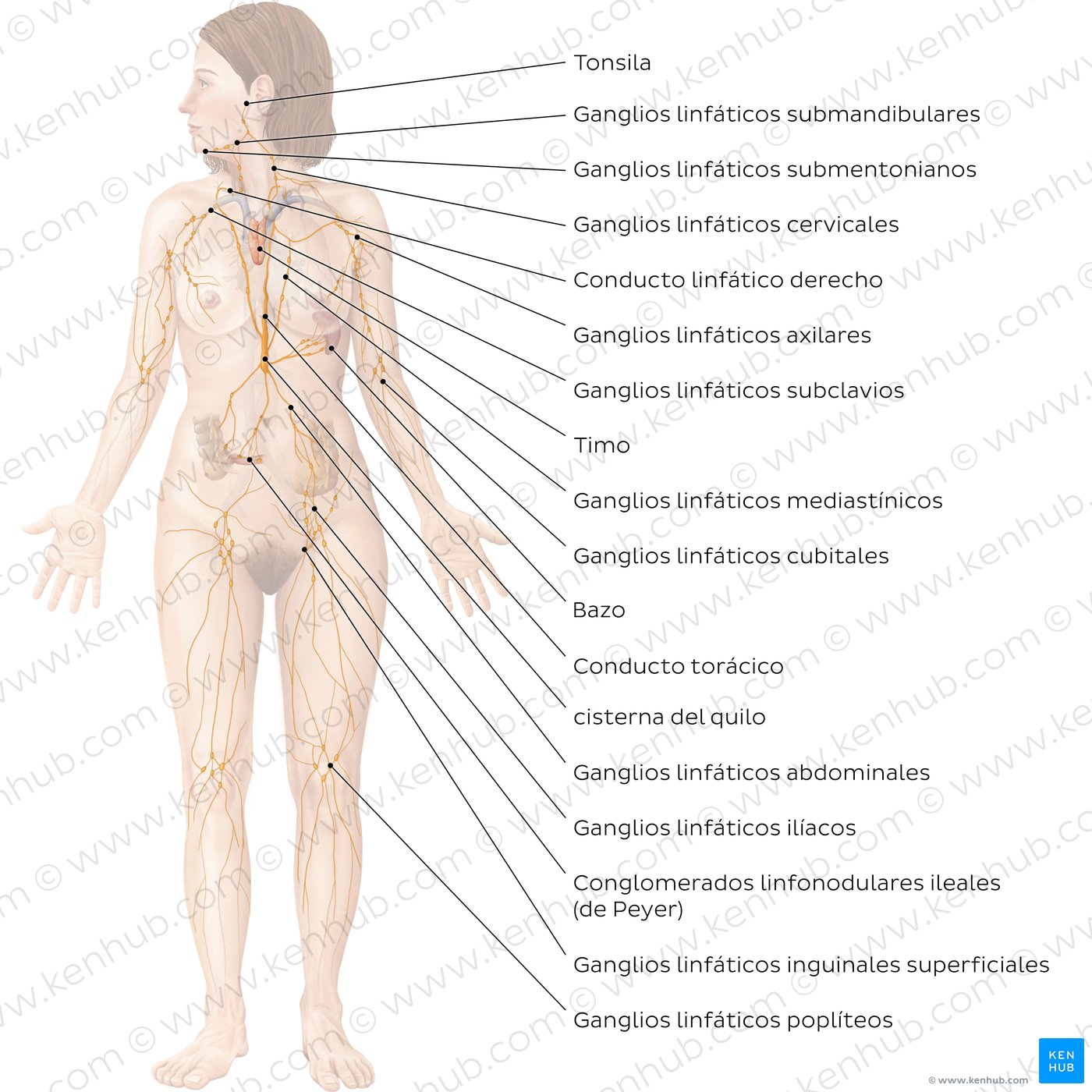 Diagrama etiquetado del sistema linfático