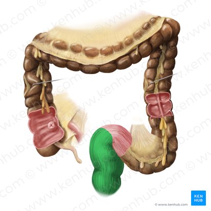 Reto (Rectum); Imagem: Begoña Rodriguez