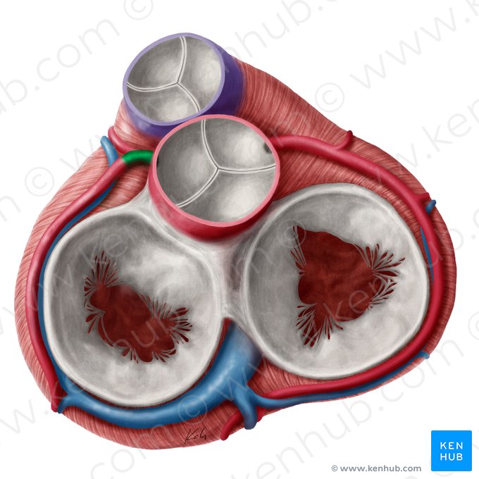 Arteria coronaria izquierda (Arteria coronaria sinistra); Imagen: Yousun Koh