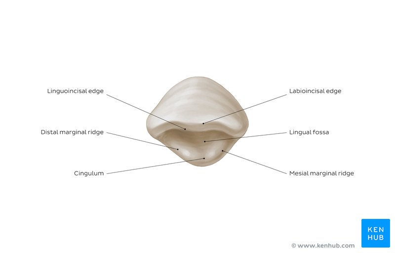 Incisal view of a maxillary lateral incisor: diagram