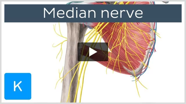 median nerve, Surgical Education / Learn Surgery