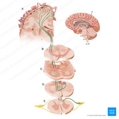 Sistema coluna dorsal-lemnisco medial (Via columnae posterioris lemniscique medialis); Imagem: Paul Kim