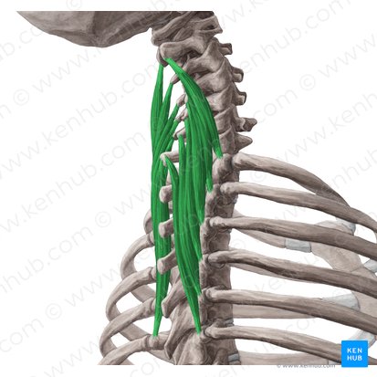 Músculo semiespinal do pescoço (Musculus semispinalis cervicis); Imagem: Yousun Koh