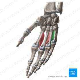 3.º músculo interósseo palmar (Musculus interosseus palmaris 3); Imagem: Yousun Koh