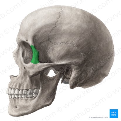 Frontal process of zygomatic bone (Processus frontalis ossis zygomatici); Image: Yousun Koh