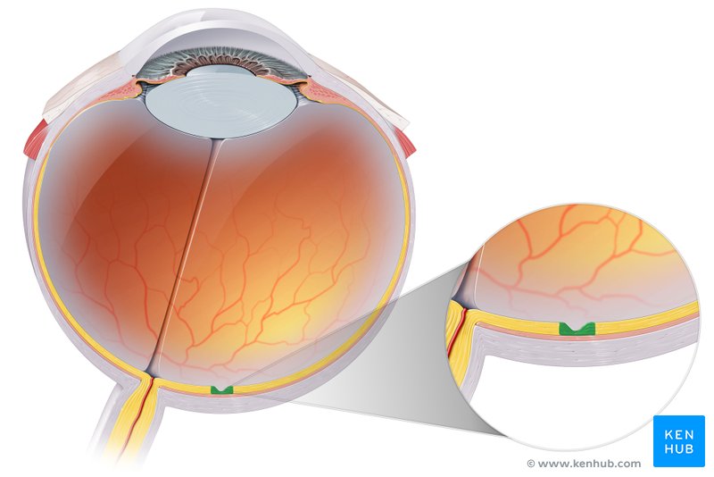 Fovea centralis - cranial view