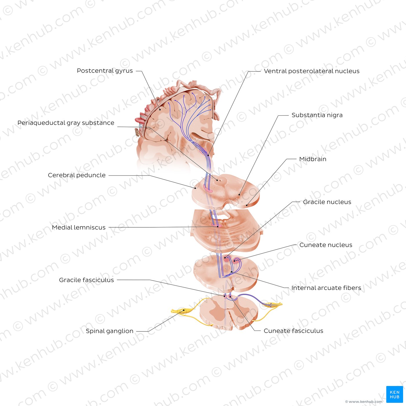 Dorsal column - Medial lemniscus pathway (PCML)