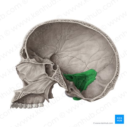 Porción petrosa del hueso temporal (Pars petrosa ossis temporalis); Imagen: Yousun Koh