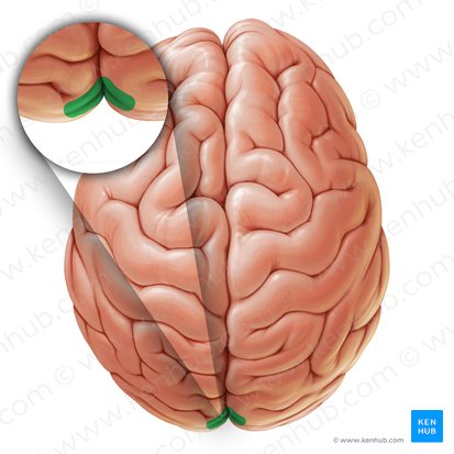 Sulco calcarino (Sulcus calcarinus); Imagem: Paul Kim