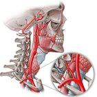 Truncus thyrocervicalis