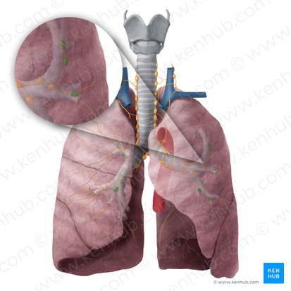 Nodi lymphoidei intrapulmonales (Intrapulmonale Lymphknoten); Bild: Begoña Rodriguez