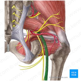 Sciatic nerve (Nervus ischiadicus); Image: Liene Znotina