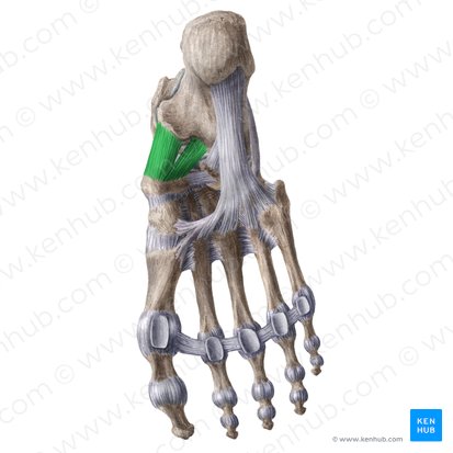 Ligamento calcaneonavicular plantar (Ligamentum calcaneonaviculare plantare); Imagen: Liene Znotina