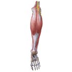 Neurovasculature of leg and knee