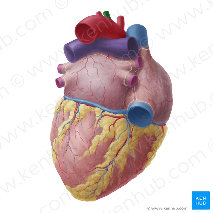 Left common carotid artery (Arteria carotis communis sinistra); Image: Yousun Koh