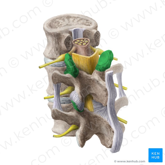 Processus articulaire supérieur de la vertèbre (Processus articularis superior vertebrae); Image : Liene Znotina