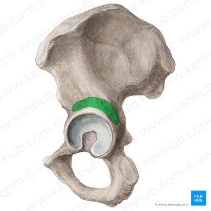 Surco supraacetabular del ilion (Sulcus supraacetabularis ossis ilii); Imagen: Liene Znotina