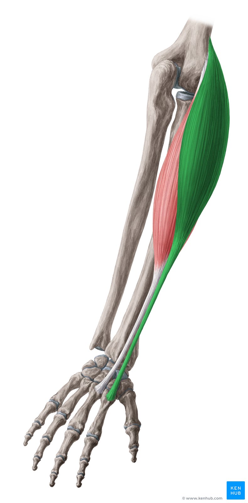 Músculo extensor radial longo do carpo - vista posterior (verde)