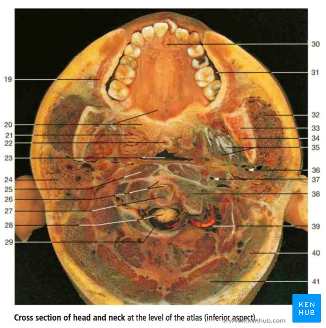 Color Atlas of Anatomy - Illustration Sample