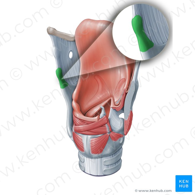 Corne supérieure du cartilage thyroïde (Cornu superius cartilaginis thyroideae); Image : Paul Kim