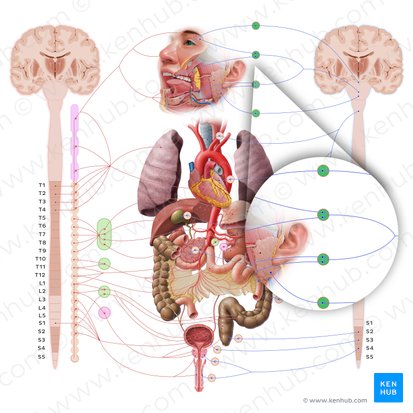 Ganglios parasimpáticos de la cabeza (Ganglia parasympathica capitis); Imagen: Paul Kim
