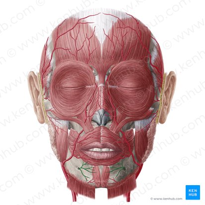 Rama mentoniana de la arteria alveolar inferior (Ramus mentalis arteriae alveolaris inferioris); Imagen: Yousun Koh
