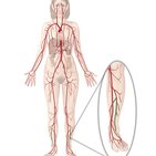 Fibular (peroneal) artery