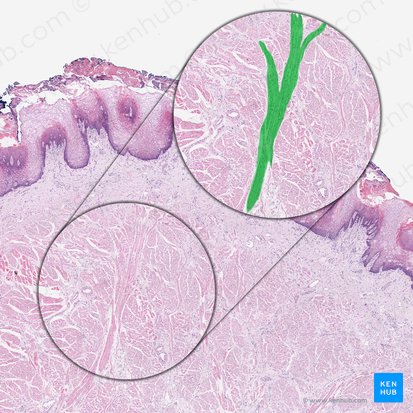 Vertical muscle of tongue (Musculus verticalis linguae); Image: 